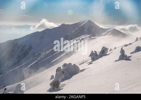 Catena montuosa innevata con alberi di abete rosso ricoperti di neve fresca sotto il cielo ventoso, terreno di campagna Marmaros Foto Stock