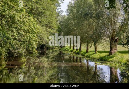 Salici pollarici riflessi nelle acque delle Alstätter AA, Ahaus-Alstätte, Münsterland, Renania settentrionale-Vestfalia, Germania, Europa Foto Stock