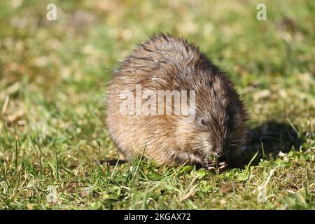 Muskrat (Ondatra zibethicus) mangiare erba in un prato, Allgäu, Baviera, Germania, Europa Foto Stock