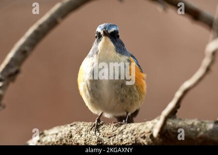 Un maschio rosso-fiancheggiato bluetail (Tarsiger cyanurus). Foto Stock
