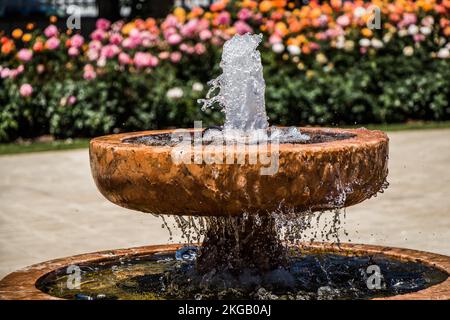 Acqua che sgorga fuori la fontana nel giardino di rose Foto Stock