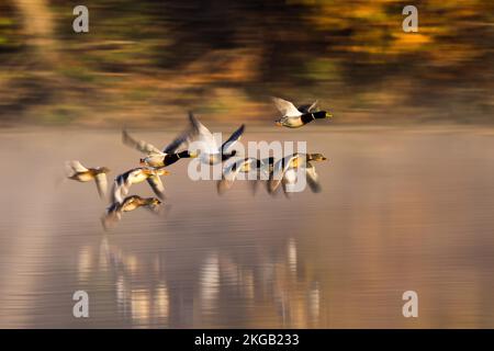 Mallards (Anas platyrhynchos), volare sopra la superficie dell'acqua, dopo, blur di movimento, Assia, Germania, Europa Foto Stock