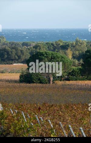 Vigneto e pino di Château des Marres, in autunno, Ramatuelle, Provenza, Costa Azzurra, Francia, Europa. Foto Stock