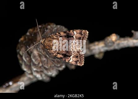 Sottoala in rame (Amphipyra piramidea), Vallese, Svizzera, Europa Foto Stock