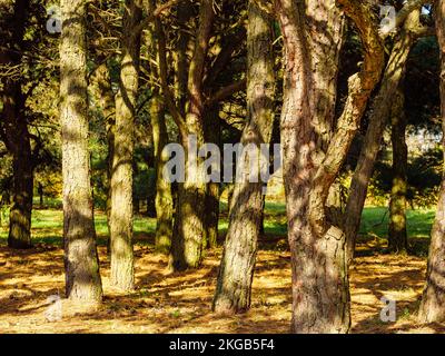 Molti tronchi d'albero in piedi in un parco autunnale Foto Stock