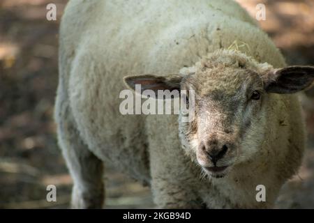 Un primo piano di una pecora bianca su un campo su uno sfondo sfocato Foto Stock