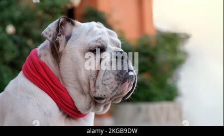 Il giovane bulldog inglese in un collare di bendaggio rosso si siede e guarda intorno nel cortile in estate e custodisca la casa. All'aperto. Concetto di animali domestici Foto Stock