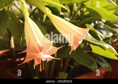 Primo piano di una piccola ape tra Brugmansia o fiori di tromba di Angel nella luce del mattino autunnale Foto Stock