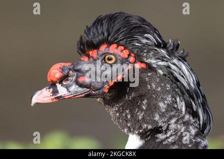 Muscovy Duck [ Cairina moschata ] nel parco locale Foto Stock