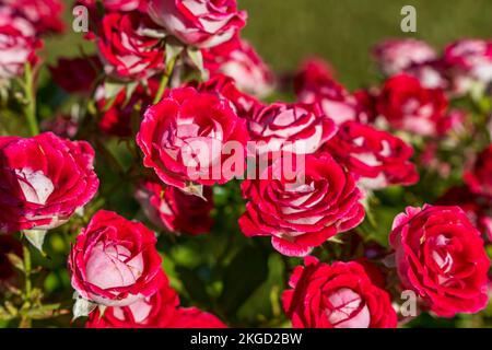 Red Rose Bush. Un sacco di rosebuds rosso primo piano. Il concetto di giardinaggio Foto Stock