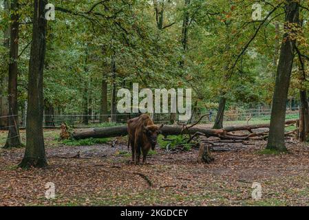 Il bisonte europeo (Bison bonasus), conosciuto anche come il bisonte europeo di legno, si trova in erba verde con un'antica foresta sullo sfondo. Il Foto Stock