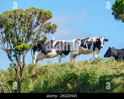 Un primo piano di mucche bianche e nere che si ergono su una collina coperta di verde sotto il cielo blu Foto Stock