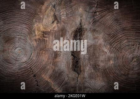 doppio tronco di albero sezione trasversale vintage struttura in legno Foto Stock