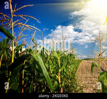 Bordo di un campo di mais nel pomeriggio Foto Stock