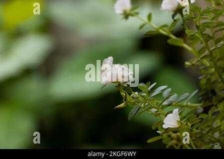 Vista laterale del bellissimo fiore bianco delle dieci Foto Stock