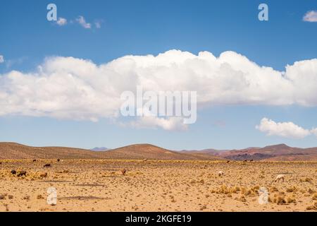 I lama vagano liberamente nelle alte pianure boliviane durante un tour guidato a Uyuni, Bolivia Foto Stock