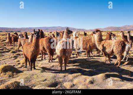 Gregge di lama che vagano liberamente sull'Altiplano (alta pianura) nella provincia di sur Lípez, Bolivia Foto Stock