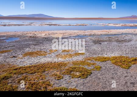 Vista panoramica della Laguna Hedionda sull'Altiplano (alta pianura), Provincia di sur Lípez, Bolivia Foto Stock