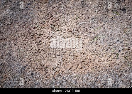 Molte impronte di fenicotteri si possono vedere sulla riva delle lagune in tutta l'Altiplano (alta pianura), provincia di sur Lípez, Bolivia Foto Stock