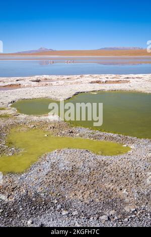 Vista panoramica della Laguna Hedionda con un gregge di fenicotteri sullo sfondo dell'Altiplano (alta pianura), provincia di sur Lípez, Bolivia Foto Stock