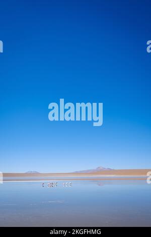 Vista panoramica della Laguna Hedionda con un gregge di fenicotteri sullo sfondo dell'Altiplano (alta pianura), provincia di sur Lípez, Bolivia Foto Stock