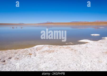 Vista panoramica della Laguna Hedionda con un gregge di fenicotteri sullo sfondo dell'Altiplano (alta pianura), provincia di sur Lípez, Bolivia Foto Stock