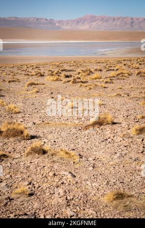 Vista panoramica della Laguna Hedionda sull'Altiplano (alta pianura), Provincia di sur Lípez, Bolivia Foto Stock