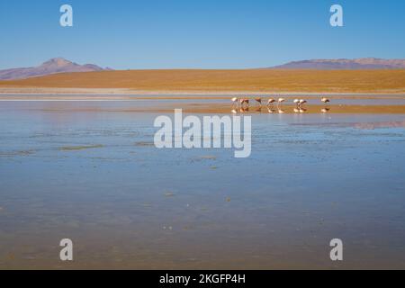 Fenicotteri a Laguna Hedionda sull'Altiplano (alta pianura), Provincia di sur Lípez, Bolivia Foto Stock
