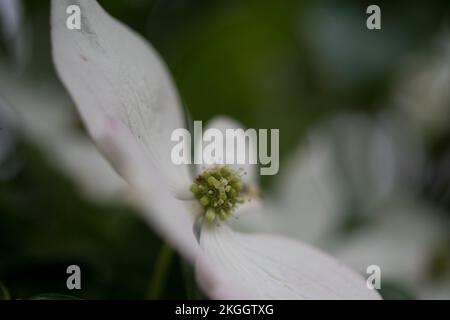 Vista laterale di un fiore di dogwood in un giardino Foto Stock