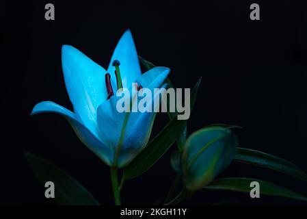 Fiori di giglio blu e turchese su sfondo nero. Primo piano. Foto Stock