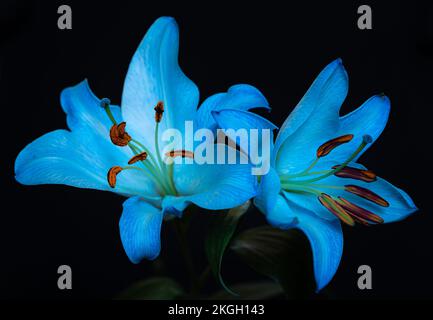 Fiori di giglio blu e turchese su sfondo nero. Primo piano. Foto Stock