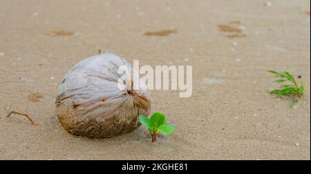 Spiaggia selvaggia al mare della Thailandia Chumphon zona con palme e cocco con sabbia molto fine sia sulla terra e in acqua e sullo sfondo a Foto Stock