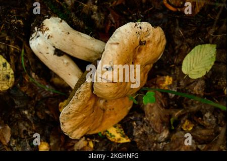 Funghi raccolti e disposti in filari su foglie e erba nel bosco, raccolta funghi nel bosco, funghi porcini commestibili. Foto Stock