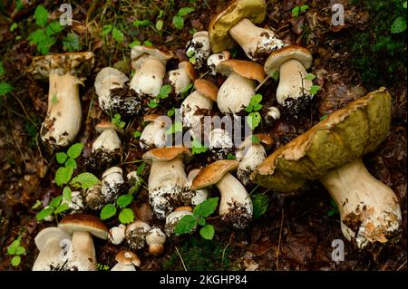 Funghi raccolti e disposti in filari su foglie e erba nel bosco, raccolta funghi nel bosco, funghi porcini commestibili. Foto Stock