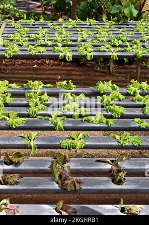 Lattughe coltivate in sistema idroponico, Teresopolis, Rio de Janeiro, Brasile Foto Stock