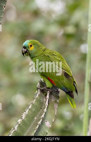 Un pappagallo dalla parte blu (Amazona aestiva) del Pantanal, Brasile Foto Stock