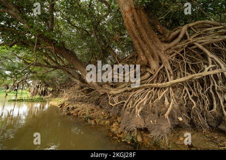 Radici di albero ad una banca del fiume nel Pantanal del nord, Brasile Foto Stock