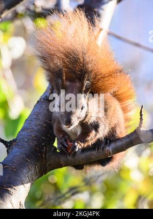 Berlino, Germania. 23rd Nov 2022. Uno scoiattolo mangia una nocciola in un giardino a Tempelhof. Gli scoiattoli non ibernano, ma solo ibernano, che interrompono per una o due ore al giorno per nutrirsi. Ecco perché accumulano depositi di forniture come i dadi in autunno. Credit: Bernd von Jutrczenka/dpa/Alamy Live News Foto Stock