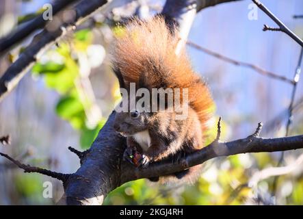 Berlino, Germania. 23rd Nov 2022. Uno scoiattolo mangia una nocciola in un giardino a Tempelhof. Gli scoiattoli non ibernano, ma solo ibernano, che interrompono per una o due ore al giorno per nutrirsi. Ecco perché accumulano depositi di forniture come i dadi in autunno. Credit: Bernd von Jutrczenka/dpa/Alamy Live News Foto Stock