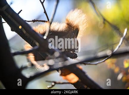 Berlino, Germania. 23rd Nov 2022. Uno scoiattolo mangia una nocciola in un giardino a Tempelhof. Gli scoiattoli non ibernano, ma solo ibernano, che interrompono per una o due ore al giorno per nutrirsi. Ecco perché accumulano depositi di forniture come i dadi in autunno. Credit: Bernd von Jutrczenka/dpa/Alamy Live News Foto Stock