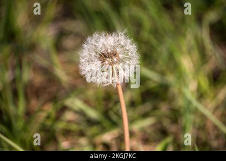 dente di leone fiore su un prato Foto Stock