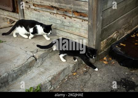 Due gatti vanno lungo il muro. Gatto bianco e nero sulla strada. Animali domestici vaganti nel villaggio. Gatti che si nascondono. Foto Stock