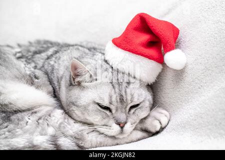 Gatto di Natale in un cappello rosso di santa dorme su una coperta bianca. Animali domestici, storie di Natale con animali domestici. Foto Stock