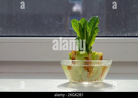 Ricrowing cavolo cinese in una ciotola di vetro su un davanzale. Usando scarti vegetali per coltivare verdure organiche a casa. Foto Stock