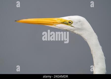 Un ritratto di una grande egretta Foto Stock