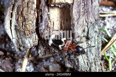 Coleottero di Thanasimus Formicarius Foto Stock