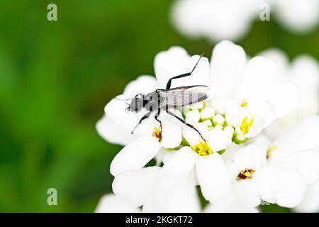 March Fly si siede su Candytuft sempreverde. Primo piano di insetto. Bibio marci. Foto Stock