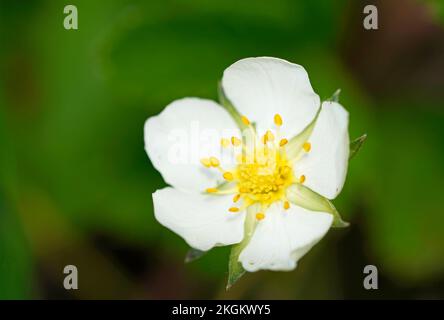 Fioritura fragola collina. Primo piano della pianta in natura. Fragaria viridis. Foto Stock