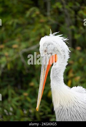 Ritratto di un Pelicano dalmata con piumaggio bianco. Pelecanus croccante. Foto Stock