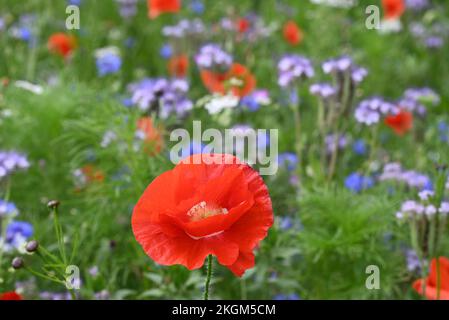 Fiori di strada papaveri e altri fiori anuali. Foto Stock